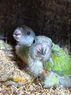 Mooie jonge bonte boertjes., Dieren en Toebehoren, Vogels | Parkieten en Papegaaien, Papegaai, Geringd
