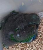 Edelpapagaai jong mannelijk, Dieren en Toebehoren, Vogels | Parkieten en Papegaaien, Mannelijk, Parkiet