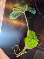 Syngonium Mottled Mojito, Huis en Inrichting, Kamerplanten, Ophalen, Halfschaduw, Minder dan 100 cm