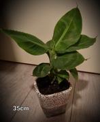 Musa bananen plant. In pot. 2x. 35cm., Huis en Inrichting, Kamerplanten, Overige soorten, Minder dan 100 cm, Halfschaduw, In pot