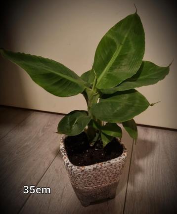 Musa bananen plant. In pot. 2x. 35cm.