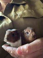 CH teddy beertje, Cavia, Mannelijk, Tam, September