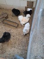 Zijdehoen hennen, Dieren en Toebehoren, Vrouwelijk, Kip