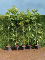 Walnotenboom veredeld walnoten, Tuin en Terras, Planten | Bomen, Ophalen, Volle zon, Overige soorten