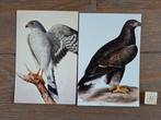 OPRUIMING   VOGELS A 11, Verzamelen, Ansichtkaarten | Dieren, Ophalen, 1980 tot heden, Vogel