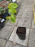 hazelaar ong 30 cm hoog, Tuin en Terras, Ophalen, Volle zon, Overige soorten, Minder dan 100 cm