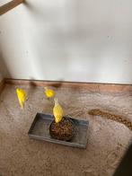 Kleur kanaries, Meerdere dieren, Kleurkanarie