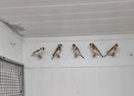 Majoorputter, Mannelijk, Wildzangvogel, Geringd
