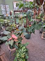 Nepenthes Alata p14 (1), Ophalen of Verzenden, Halfschaduw, Minder dan 100 cm