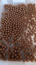 speculaas pinda premium boilies, Ophalen of Verzenden, Nieuw, Overige typen