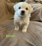 De laatste reutje. Te lieve hondje maltezer/boomer, Dieren en Toebehoren, Honden | Chihuahua's en Gezelschapshonden, Maltezer