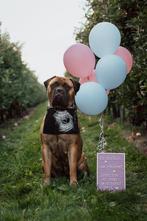 Bullmastiff puppy’s verwacht, Nederland, Overige rassen, Meerdere, Meerdere dieren