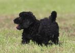 doodle/maltipoo pups, Dieren en Toebehoren, Honden | Chihuahua's en Gezelschapshonden, Overige rassen, CDV (hondenziekte), 8 tot 15 weken