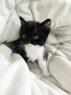 Kittens, Meerdere dieren, Ontwormd, 0 tot 2 jaar