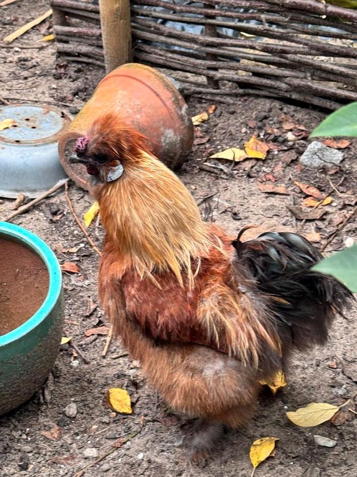 Zijdehoender Patrijs Haantje Sonny, Dieren en Toebehoren, Pluimvee, Kip, Mannelijk