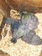 Catharine parkieten, Meerdere dieren, Parkiet, Tam