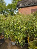 Bamboe €30 2 voor €55 4 voor €100, Volle zon, Vaste plant, Bloeit niet, Ophalen