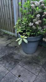 2 grote kunstof bloempotten incl. planten!!!!, Tuin en Terras, Bloempotten, Ophalen, Rond, Kunststof, 40 cm of meer