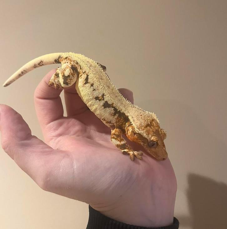 Wimpergekko vrouw lilly white