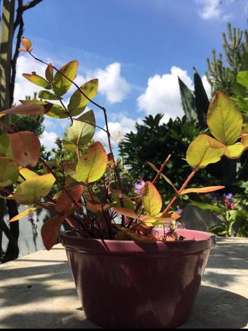 Vintage keramische bloempotten diverse kleren maten beschikbaar voor biedingen