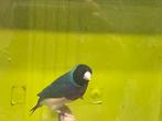 Gouldamandine blauw, Dieren en Toebehoren, Mannelijk, Tropenvogel, Geringd