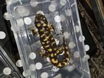 Mannelijke tijgersalamander, Dieren en Toebehoren, Reptielen en Amfibieën, Amfibie, Tam, 0 tot 2 jaar