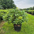 Rhododendron Catawbiense Grandiflorum 80-100 Lila Paars, Overige soorten, Vaste plant, Ophalen of Verzenden, Halfschaduw