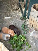 Aangeboden oppas voor dieren, Dieren en Toebehoren, Knaagdieren, Cavia, Juli, Vrouwelijk, Tam