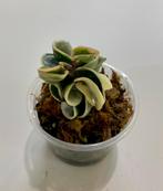 Hoya Compacta Variegata, Ophalen of Verzenden, Halfschaduw, Minder dan 100 cm