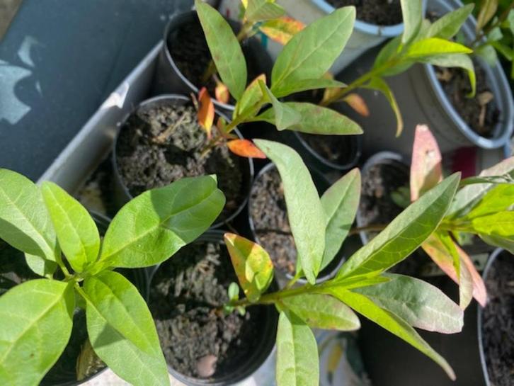 asclepias curassavica- Amerikaanse zijdeplant, Tuin en Terras, Planten | Tuinplanten, Eenjarig, Overige soorten, Volle zon, Zomer