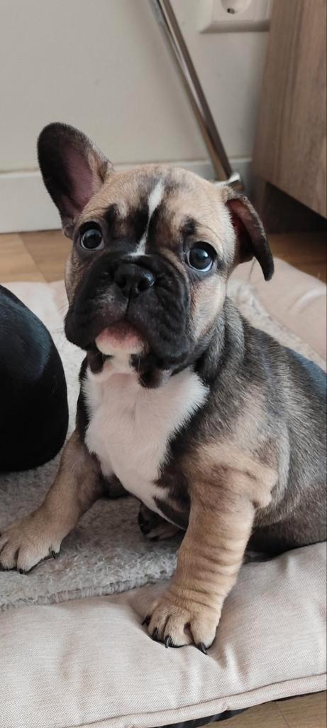 Franse bulldog pups, Dieren en Toebehoren, Honden | Bulldogs, Pinschers en Molossers, Meerdere dieren, Bulldog, Particulier, Meerdere