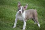 Boston terrier pups uit nest te kiezen, Rabiës (hondsdolheid), 15 weken tot 1 jaar, Overige rassen, Buitenland