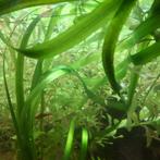aquariumplanten, Dieren en Toebehoren, Vissen | Aquaria en Toebehoren, Ophalen of Verzenden, Zo goed als nieuw, Plant(en), Steen of Hout