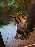 maanvis groot, Dieren en Toebehoren, Vissen | Aquariumvissen, Vis, Zoetwatervis