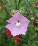 Malava sylvestris, kaasjeskruid zaden, Ophalen of Verzenden, Volle zon