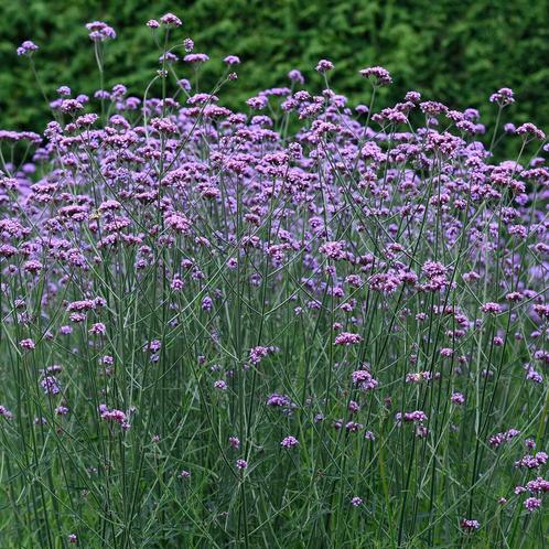 Verbena Bonariensis tuinplant 9x9 pot, Tuin en Terras, Planten | Tuinplanten, Overige soorten, Volle zon, Zomer, Ophalen
