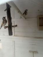 Putter man, Mannelijk, Wildzangvogel, Geringd