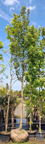 Hoogstam zeer dikke sierpeer, pyrus chanticleer 20-25 cm, Tuin en Terras, Planten | Bomen, Halfschaduw, Ophalen of Verzenden, Lente