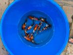 Isa tosai showa koi, Karper of Koi