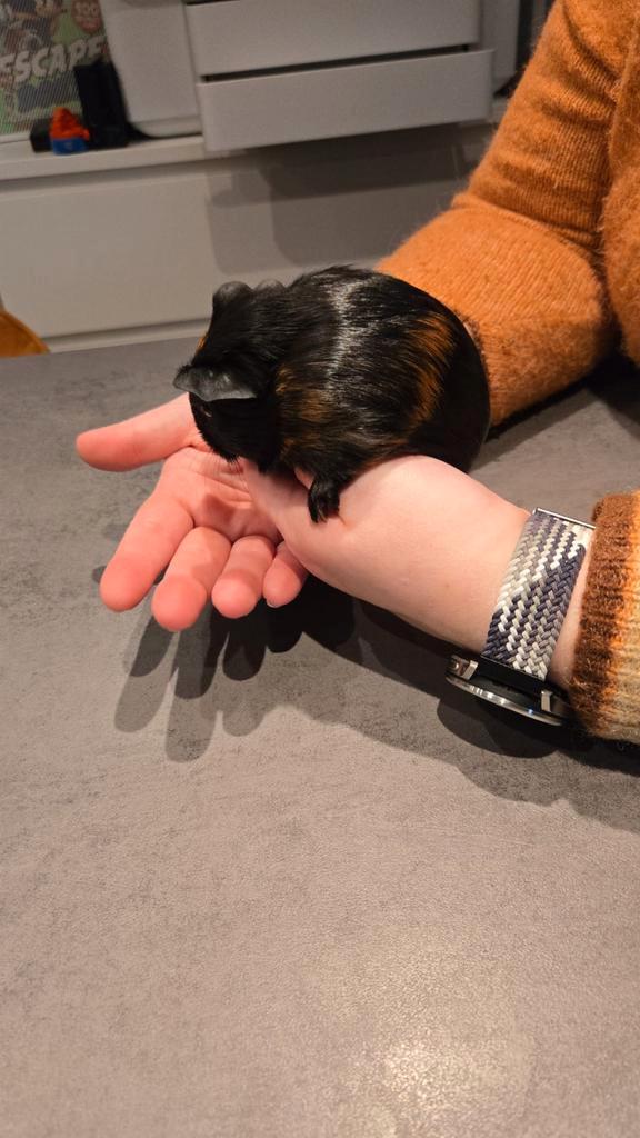 Jonge cavias te koop, Dieren en Toebehoren, Knaagdieren, Meerdere dieren, Cavia, Januari, Tam