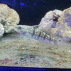 Geringde gobie - Amblygobius phalaena, Dieren en Toebehoren, Vissen | Aquariumvissen, Vis, Zoutwatervis
