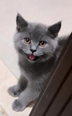 Brits korthaar kittens, Dieren en Toebehoren, Meerdere dieren