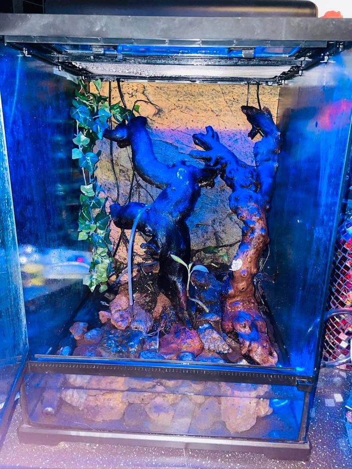 Exo Terra frog terrarium met Terrasky Led, Dieren en Toebehoren, Reptielen en Amfibieën | Toebehoren, Zo goed als nieuw, Ophalen