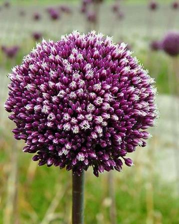 Allium summer drummer biologische zaden beschikbaar voor biedingen