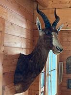 Blesbok, Zuid-Afrika, Verzamelen, Dierenverzamelingen, Ophalen of Verzenden, Zo goed als nieuw, Opgezet dier