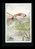 Baardmees illustrator Sjoerd Kuperus (5), Ophalen of Verzenden, 1920 tot 1940, Ongelopen, Sterren en Beroemdheden