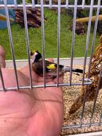 Parva putter koppels, Meerdere dieren, Wildzangvogel, Geringd