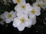 Vasteplant Anemone hybrida Honorine Jobert Anemoon, Ophalen of Verzenden, Zomer, Overige soorten, Halfschaduw