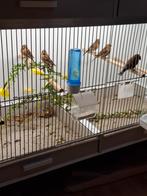 Kleine barmsijzen 2025, Dieren en Toebehoren, Meerdere dieren, Wildzangvogel, Geringd