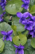 Maarts Viooltje 'Königin Charlotte' (Viola odorata), Tuin en Terras, Planten | Tuinplanten, Vaste plant, Bodembedekkers, Ophalen of Verzenden